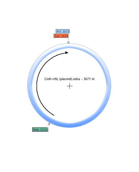 CinR-HSL (plasmid).jpg