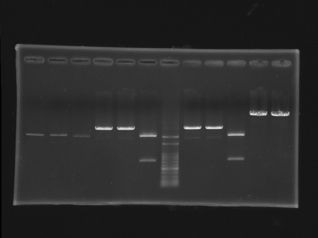 NYMU Taipei gel 20070824 plasmid check 1.jpg