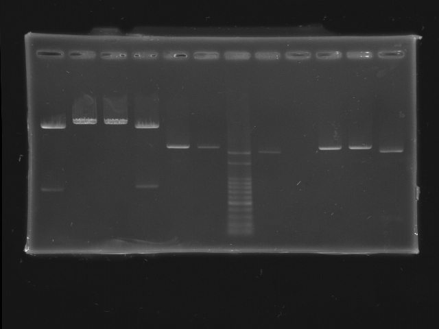 NYMU Taipei Gel 20070824 plasmid check 2.jpg