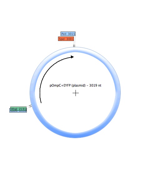 POmpC-EYFP (plasmid).jpg
