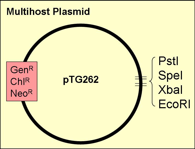 Multihost plasmid.jpg